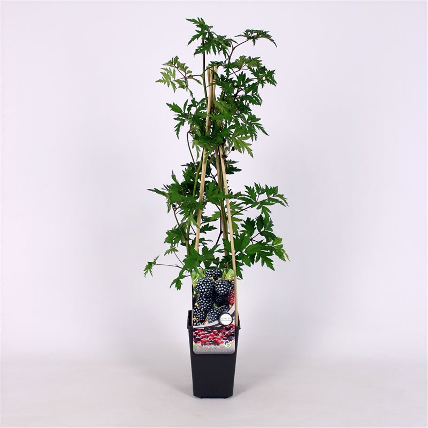 Rubus frut. 'Thornless Evergreen' - C2 70/+ CM